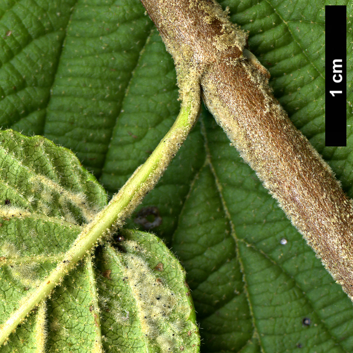 High resolution image: Family: Adoxaceae - Genus: Viburnum - Taxon: glomeratum - SpeciesSub: subsp. glomeratum